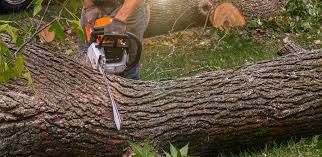 Best Lawn Grading and Leveling  in Brockport, NY