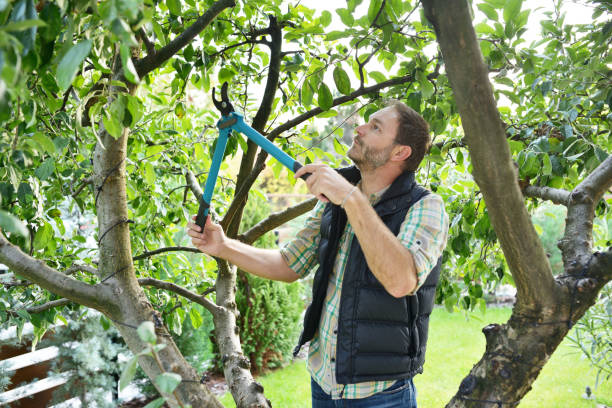 Best Root Management and Removal  in Brockport, NY